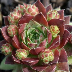 Barba de Jpiter sempervivum